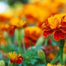 25 Queen Sophia Marigold Seeds Planting Fresh Seeds Fast Shipping