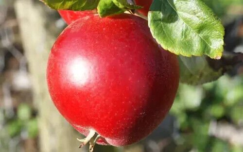 25 Red Devil Apple Seeds Planting Fresh Seeds Fast Shipping