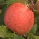 25 Red Falstaff Apple Seeds Planting Fresh Seeds Fast Shipping