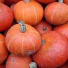 25 Red Kabocha Squash Seeds Planting Fresh Seeds Fast Shipping