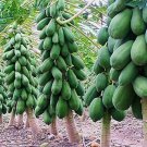 25 Red Mexican Papaya Seeds Planting Fresh Seeds Fast Shipping