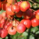 25 Red Sentinel Crabapple Seeds Planting Fresh Seeds Fast Shipping