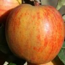 25 Ribston Pippin Apple Seeds Planting Fresh Seeds Fast Shipping