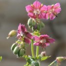 25 Rose Madder Geranium Seeds Planting Fresh Seeds Fast Shipping