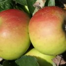 25 Roxbury Russet Apple Seeds Planting Fresh Seeds Fast Shipping