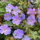 25 Rozanne Gerwat Geranium Seeds Planting Fresh Seeds Fast Shipping