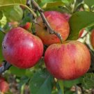 25 Rubinola Apple Seeds Planting Fresh Seeds Fast Shipping
