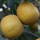 25 Saint Edmund's Pippin Apple Seeds Planting Fresh Seeds Fast Shipping