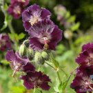 25 Samobor Geranium Seeds Planting Fresh Seeds Fast Shipping
