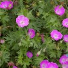 25 Sanguineum Bloody Cranesbill Geranium Seeds Fresh Seeds Fast Shipping
