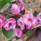 25 Scarlet Brandywine Crabapple Seeds - Garden Planting Fresh Seeds Fast Shipping