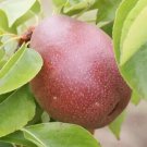 25 Seckel Pear Seeds Planting Fresh Seeds Fast Shipping