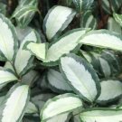 25 Silver Calathea Seeds Planting Fresh Seeds Fast Shipping