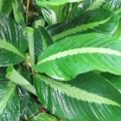 25 Silver Stripe Calathea Seeds Planting Fresh Seeds Fast Shipping