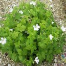 25 Silverwood Geranium Seeds Planting Fresh Seeds Fast Shipping