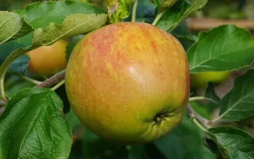 25 Sir Isaac Newton's Tree Apple Seeds - Garden Planting Fresh Seeds Fast Shipping