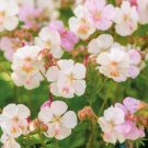 25 St. Ola Geranium Seeds Planting Fresh Seeds Fast Shipping