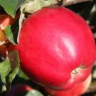 25 State Fair Apple Seeds Fresh Seeds Fast Shipping