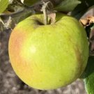 25 Stirling Castle Apple Seeds Fresh Seeds Fast Shipping