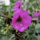 25 Subcaulescens Geranium Seeds Fresh Seeds Fast Shipping