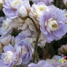 25 Summer Skies Geranium Seeds Fresh Seeds Fast Shipping