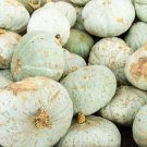 25 Sweet Meat Squash Seeds Fresh Seeds Fast Shipping