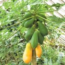 25 Tainung Papaya Seeds Fresh Seeds Fast Shipping