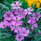 25 Tuberosum Geranium Seeds Fresh Seeds Fast Shipping