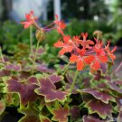 25 Vancouver Centennial Geranium Seeds Fresh Seeds Fast Shipping
