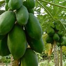 25 Waimanalo Papaya Seeds Fresh Seeds Fast Shipping