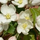 25 Wedding Bouquet Crabapple Seeds Fresh Seeds Fast Shipping