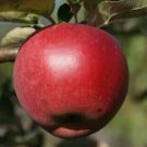 25 William Crump Apple Seeds Fresh Seeds Fast Shipping