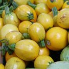 25 Yellow Globe Squash Seeds Fresh Seeds Fast Shipping