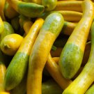 25 Zephyr Squash Seeds Fresh Seeds Fast Shipping