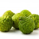 5 Khasi Papeda Lemon Seeds Fresh Seeds Fast Shipping