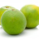 5 Sweet Lime Lemon Seeds Fresh Seeds Fast Shipping