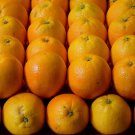 5 Valencia Orange Seeds Fresh Seeds Fast Shipping