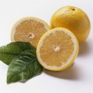 5 White Grapefruit Seeds Fresh Seeds Fast Shipping
