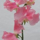 50 Alan Titchmarsh Sweet Pea Seeds Fresh Seeds Fast Shipping