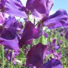 50 Andrea Robertson Sweet Pea Seeds Fresh Seeds Fast Shipping