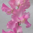 50 Bills Choice Sweet Pea Seeds Fresh Seeds Fast Shipping