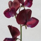 50 Black Knight Sweet Pea Seeds Fresh Seeds Fast Shipping