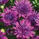 50 Blue Purple 3D Cape Daisy Seeds Fresh Seeds Fast Shipping