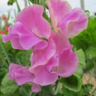 50 Bobby Chisholm Sweet Pea Seeds Fresh Seeds Fast Shipping