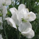 50 Bramdean Sweet Pea Seeds Fresh Seeds Fast Shipping