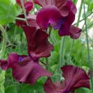 50 Burnished Bronze Sweet Pea Seeds Fresh Seeds Fast Shipping