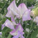 50 Butterfly Sweet Pea Seeds Fresh Seeds Fast Shipping