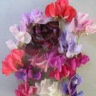50 Carnival Parade SemiDwarf Sweet Pea Seeds Fresh Seeds Fast Shipping