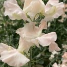 50 Castlewellan Sweet Pea Seeds Fresh Seeds Fast Shipping