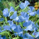 50 Cheshire Blue Sweet Pea Seeds Fresh Seeds Fast Shipping